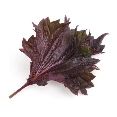 Véritable Lingot Purple shiso - BIO
